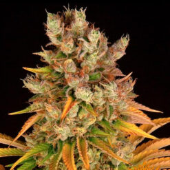 GMO fem. Barney's