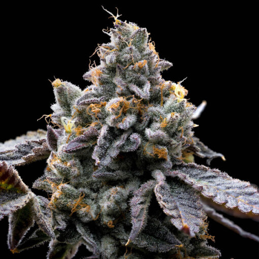 GMO Cookies 10 u. fem. Barney's
