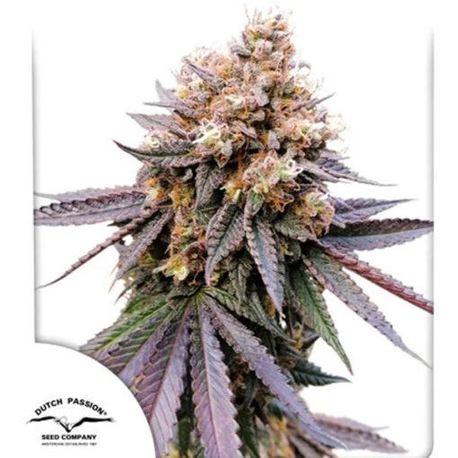 GMO Fast fem. Dutch Passion