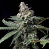 GMO X Hollywood 6 u. fem Cookies Seed Bank