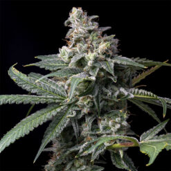 GMO X Hollywood 6 u. fem Cookies Seed Bank