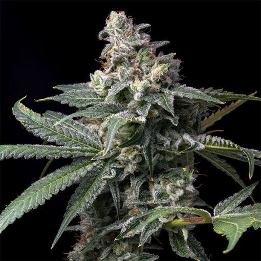 GMO X Hollywood 6 u. fem Cookies Seed Bank