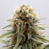 GSC fem. Kannabia Seeds