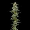 Garlic Budder 3 u. fem Humbold Seeds Company