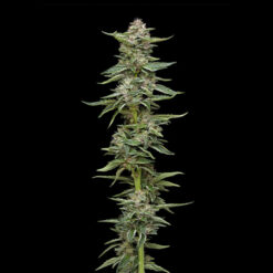 Garlic Budder 3 u. fem Humbold Seeds Company