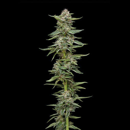 Garlic Budder 3 u. fem Humbold Seeds Company