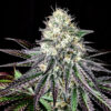 Garlic Cookies 3 u. fem Pure Instinto