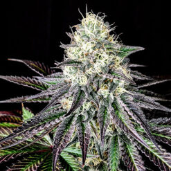 Garlic Cookies 3 u. fem Pure Instinto