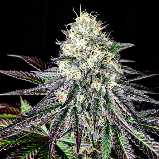 Garlic Cookies 3 u. fem Pure Instinto