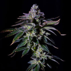 Gas Mint fem. One Shot Edition Gratefull Seeds
