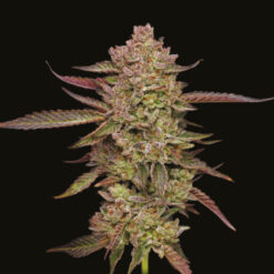 Gazzurple 3 u. fem Humbold Seeds Company