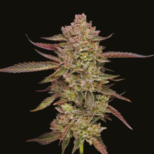 Gazzurple 5 u. fem Humbold Seeds Company