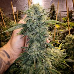 Geist OG Fast Flowering fem. Humboldt Seed Organization