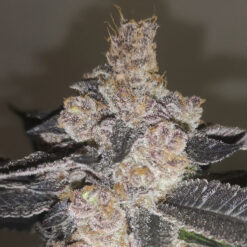 Gelato 242 fem. Medical Seeds