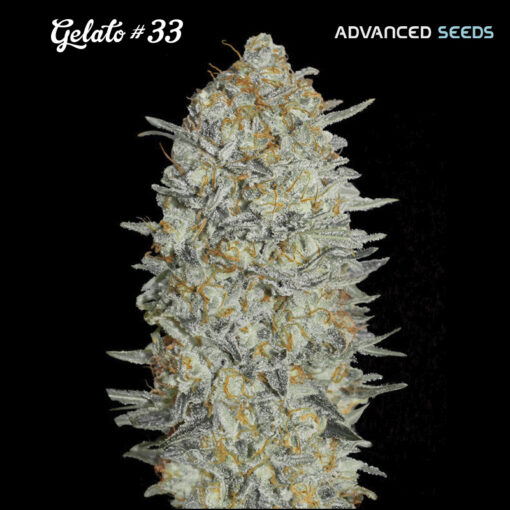 Gelato #33 fem. Advanced Seeds
