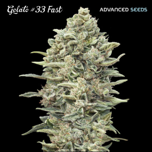Gelato #33 Fast fem. Advanced Seeds