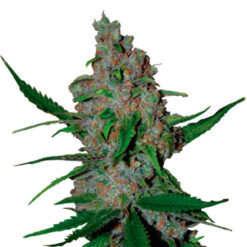 Gelato 41 Fast fem. Seedstockers