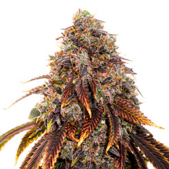 Gelato 41 fem. Seedstockers