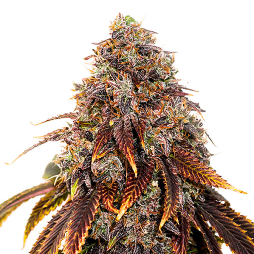 Gelato 41 fem. Seedstockers