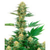 Gelato #420 fem. White Label