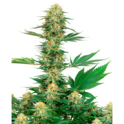 Gelato #420 fem. White Label