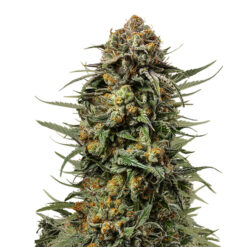 Gelato 44 fem. Royal Queen x Tyson 2.0