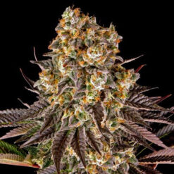 Gelato #45 fem. Barney's