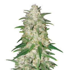 Gelato fem. Nirvana