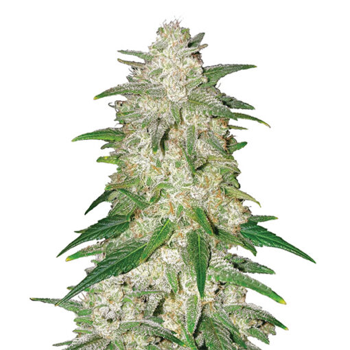 Gelato fem. Nirvana