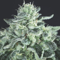 Gelato 5 u. fem. Pyramid Seeds