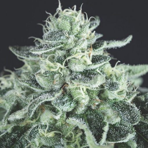 Gelato 5 u. fem. Pyramid Seeds