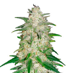 Gelato Auto fem. FastBuds Seeds