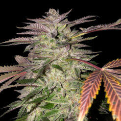 Gelato Cake fem. T.H. Seeds