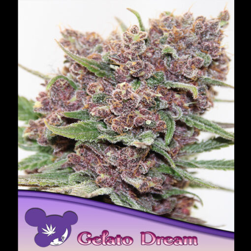 Gelato Dream fem. Anesia