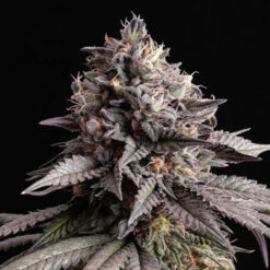 Gelato - K fem. Kannabia Seeds