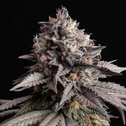 Gelato - K fem. Kannabia Seeds