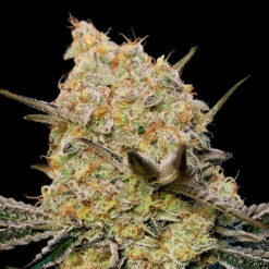 Gelato Mint fem. 00 Seeds