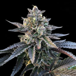Gelato Sorbet fem. DNA Genetics