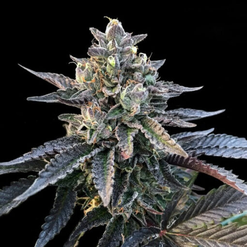 Gelato Sorbet fem. DNA Genetics