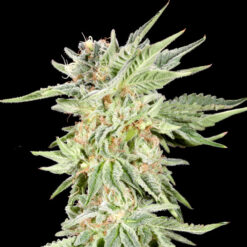 Gelato Sundae fem. Elev8 Seeds