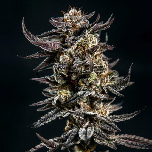 Gelatomo fem. Elev8 Seeds