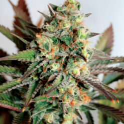Girl Scout Cookies fem. Garden of Green Seeds