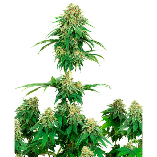 Girl Scout Cookies fem. White Label