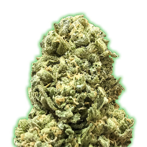 Girl Scout Cookies fem. Monster Genetics