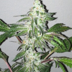 Girl Scout Cookies 6 u. fem. The Cali Connection