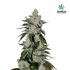 Girl Scout Cookies Auto fem. FastBuds Seeds