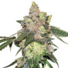 Girl Scout Cookies fem. Seedstockers