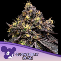 Glowberry Rush  3 u. fem Anesia