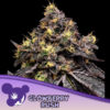 Glowberry Rush  5 u. fem Anesia