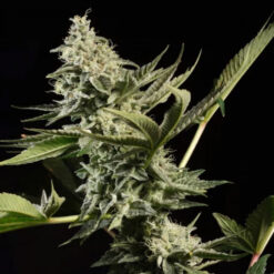 Glowstarz fem. Paradise Seeds